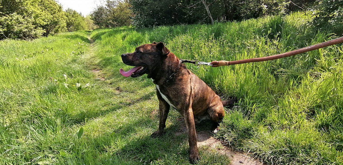 Loki szerető gazdit keres