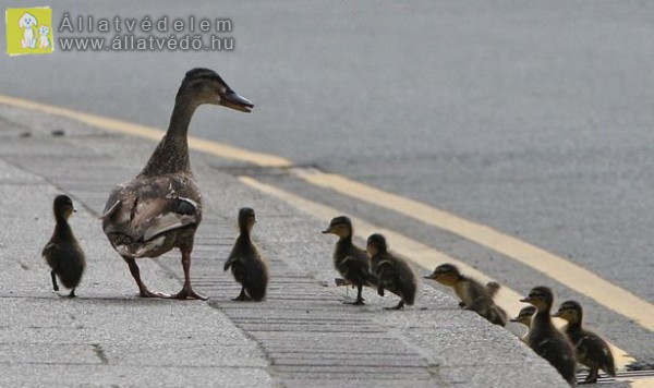 Felgyújtották a kicsinyeit védő vadkacsát Kőbányán