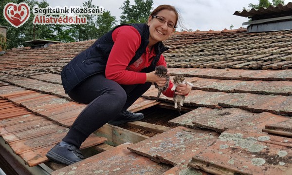 Cicamentő: cserepek közé szorult babacicák mentése