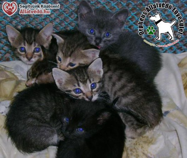 Felelős állattartás karantén idején is