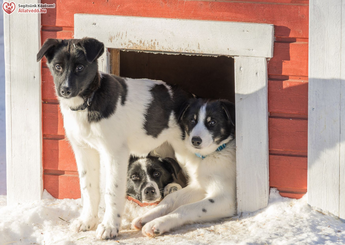 Kutyaház, macskaodú - télen és nyáron is fontos!