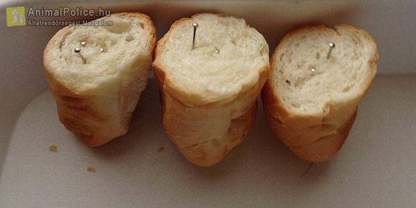 Tűkkel telerakott kiflivel akarták megölni a kutyákat