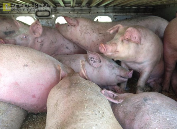 Állatok Világnapja október 4.: az ember kezében az állat