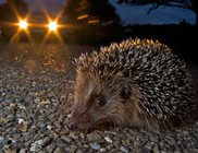 Így mentheted meg a sünit - tavaszi sünimentő akció