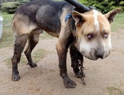 4 hónap börtönt ért a kutyakínzás 4 hónap börtönt ért a kutyakínzás