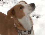 Kidobta a kutyáját az erkélyről Kidobta a kutyáját az erkélyről