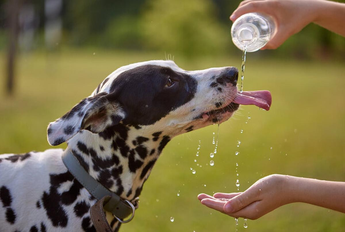 Állatvédelem, nyári meleg