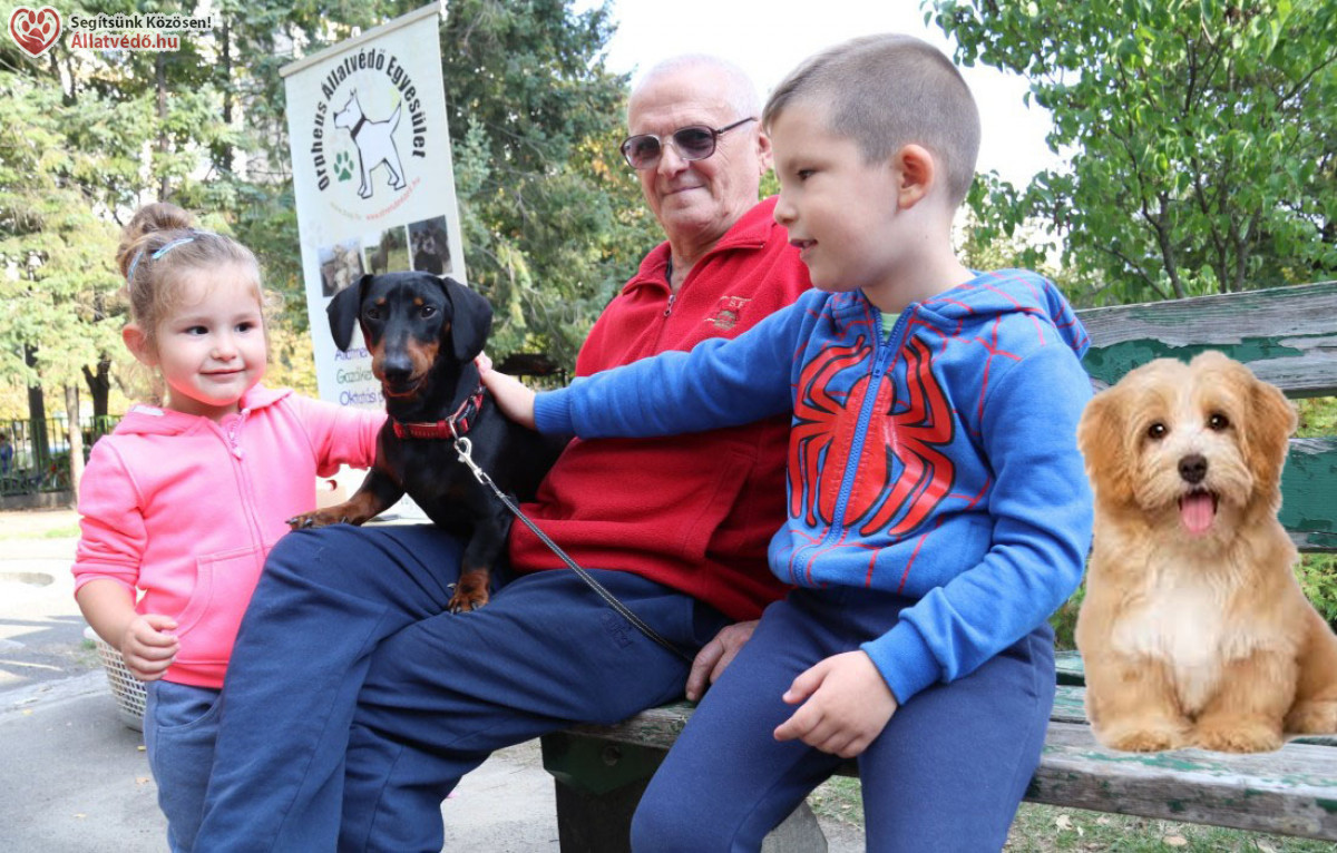 Állatvédelmi oktatás