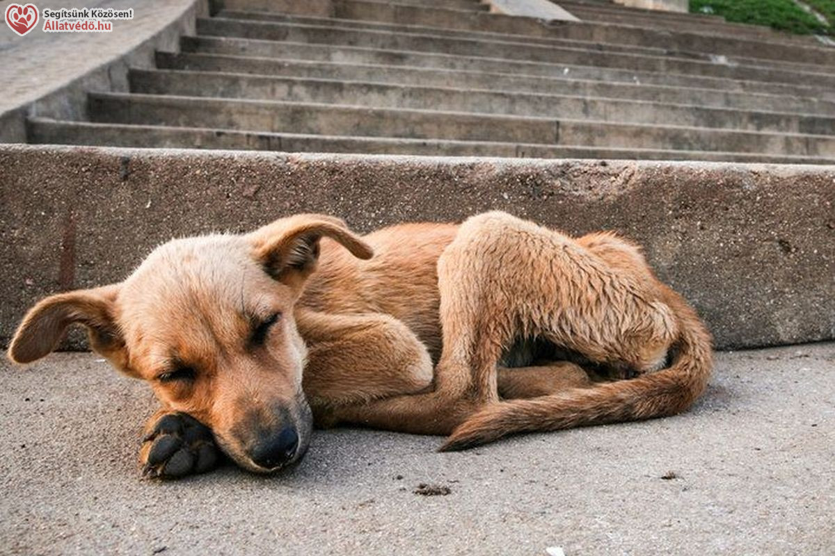 Kidobott kutya - ki a felelős?!