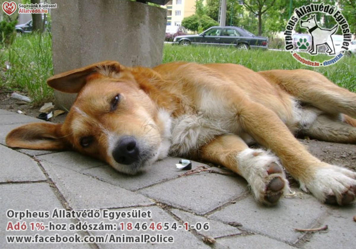 Kutya, adó 1% állatvédelem